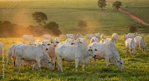 Boi Nelore em pasto verde com rebanho ao fundo