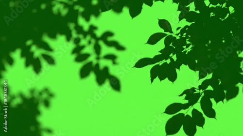 Gently falling snowflakes on winter trees with subtle soft shadow moving gently effect green screen soft shadows style featuring