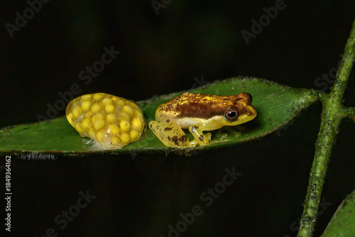 Tableau sur toile A Feihyla vittiger (Indonesian bubble-nest frog) lays its eggs (ootheca) on a leaf in a rainforest in Java, Indonesia