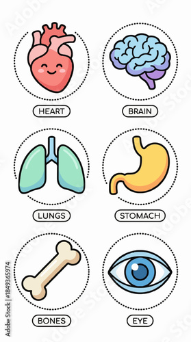 Simplified human anatomy vector icon set, flat minimal style, child-friendly colors, clean lines, educational infographic, white background, modern vector design
