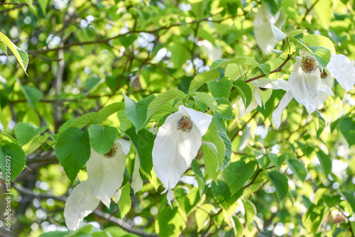 ハンカチノキ　Handkerchief tree