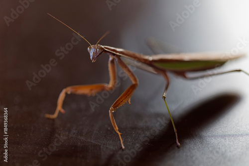 Photography 威嚇するダークヒーロー的なカマキリのイメージ