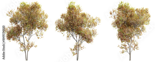 Silver Maple (Acer saccharinum) tree collection featuring autumn yellow foliage and winter snow-covered branches isolated on transparent background 3d rendering png