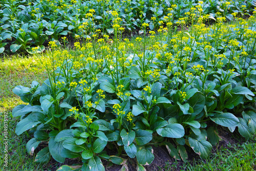 фотографія Choy Sum or flowering white cabbage growing in a garden bed