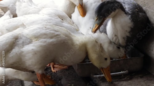 A flock of ducks eat vegetable feed together at a feeder outdoors in the countryside.