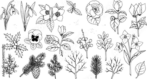 Hand-Drawn Floral Elements Set: Botanical Illustrations for Winter and Spring Designs