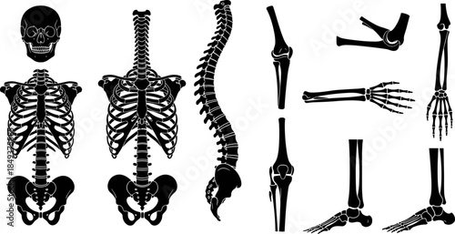 Black and white vector silhouette collection of the human skeletal system, featuring the skull, torso, spine, and detailed views of arm, hand, leg, and foot bones for anatomical study.