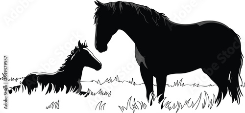 Beautiful horse and foal in meadow, black and white vector illustration, animal family love, nature concept, wildlife art, peaceful countryside scene