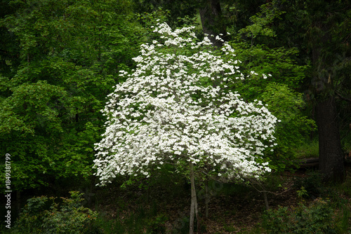 White blossom Dogwood tree