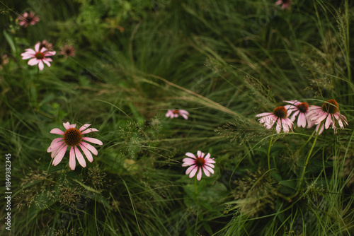 Fotografie Pink coneflowers blooming among tall prairie grasses, creating a soft, natural w