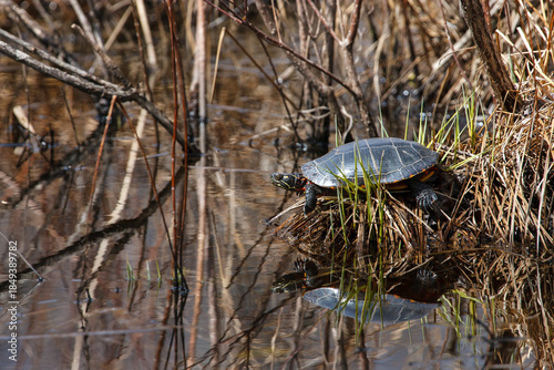 Painted turtle sunning itself near the water in a freshwater marsh