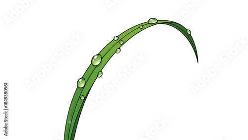 A curved blade of grass with multiple glistening dew drops against a white background