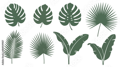 Tropical Leaves Vector Set, Exotic Botanical Elements for Design and Decoration
