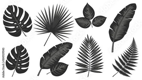 Collection of various tropical plant leaves and fronds rendered in a detailed, dark, botanical illustration style