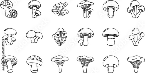 Hand-Drawn Collection of Various Mushroom Illustrations on White Background