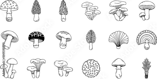 Hand-drawn Black and White Mushroom Illustrations in Variety
