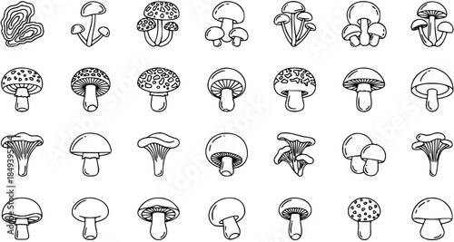 Diverse Collection of Hand-Drawn Mushroom Icons and Illustrations