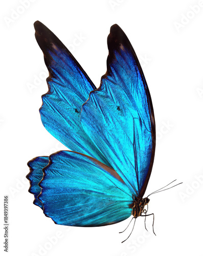 Canvas Print Brilliant electric blue butterfly in side profile, luminous metallic wings with