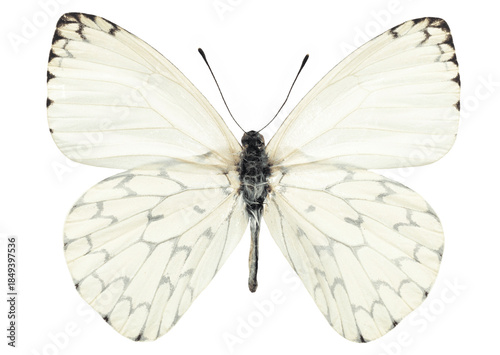 Canvas Print Delicate white butterfly with softly open wings on pale background, subtle gray