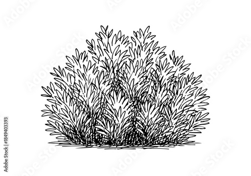 Bush cluster hand drawn simple sketch vector illustration