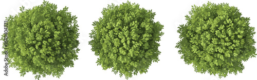 Top, view, three, round, green, bush, foliage, isolated, on, white, background, natural, plant, texture, botanical, design, element, garden, landscaping, nature, concept, symmetry