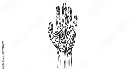 Detailed Human Hand Anatomy Outline Illustration Showcasing Skeletal Structure and Veins for Medical and Educational Purposes
