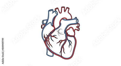 Anatomical illustration of a human heart showing arteries and veins, symbolizing health and biology