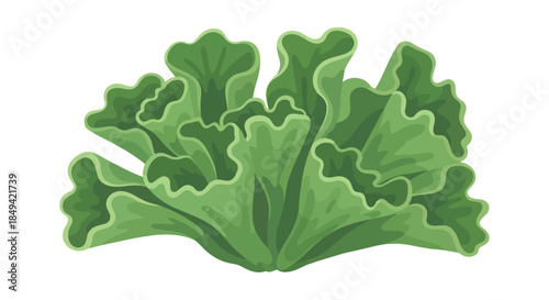 Vibrant green lettuce illustration depicting fresh organic produce ideal for healthy eating concepts digital vector art for culinary designs and