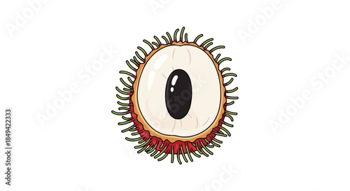 Vibrant cartoon illustration of a halved rambutan fruit showcasing its luscious white flesh and bold black seed, a delightful tropical treat