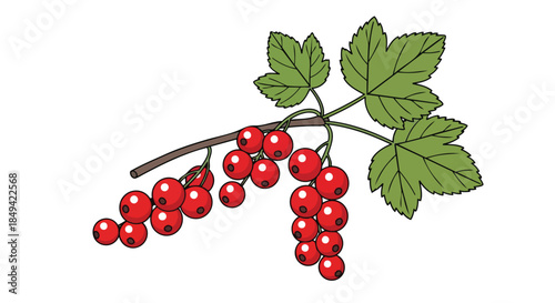 Vibrant redcurrant illustration, showcasing ripe berry clusters and distinctive green leaves on a branch. Perfect for wholesome food, nature, and