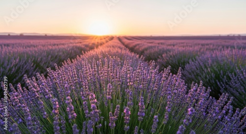 Serene Sunset Over Lavender Fields: A Nature Lover's Dream of Purple Blooms and the Aroma of Agriculture in a Picturesque Landscape