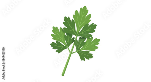 Captivating illustration of a vibrant green parsley sprig, perfectly isolated on a pristine white background, showcasing its fresh culinary appeal