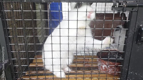 Cute Domestic Rabbits Inside Cage Eating Food – Small Pet Animal Close Up
