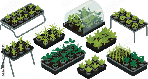 Isometric gardening and greenhouse illustration, plant seedlings growing in pots and trays, urban farming cultivation system isolated on white