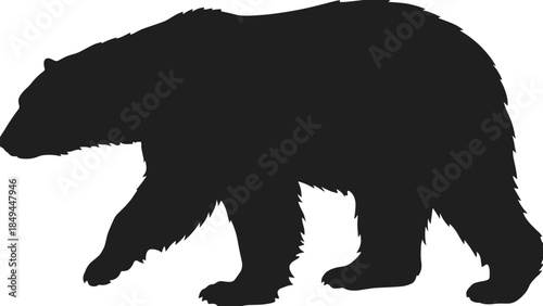 Large black bear silhouette walking, wild animal, nature, wilderness, grizzly, wildlife, predator, forest, mammal, power, vector.