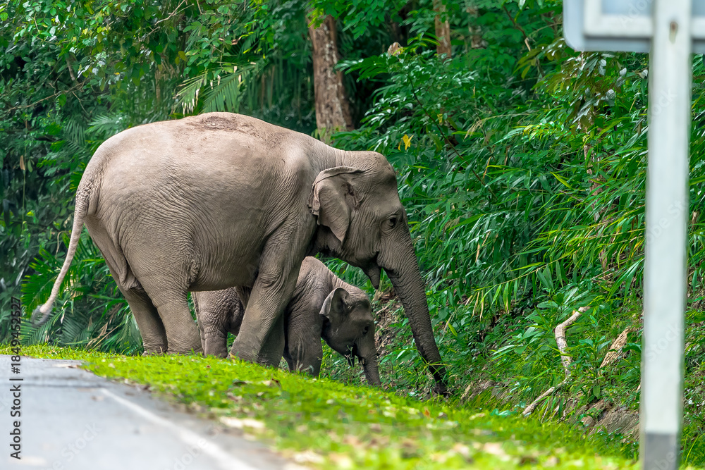 Fototapeta premium Elephants are the largest land animals, possessing long trunks, large ears, big legs, and thick yet delicate skin. 