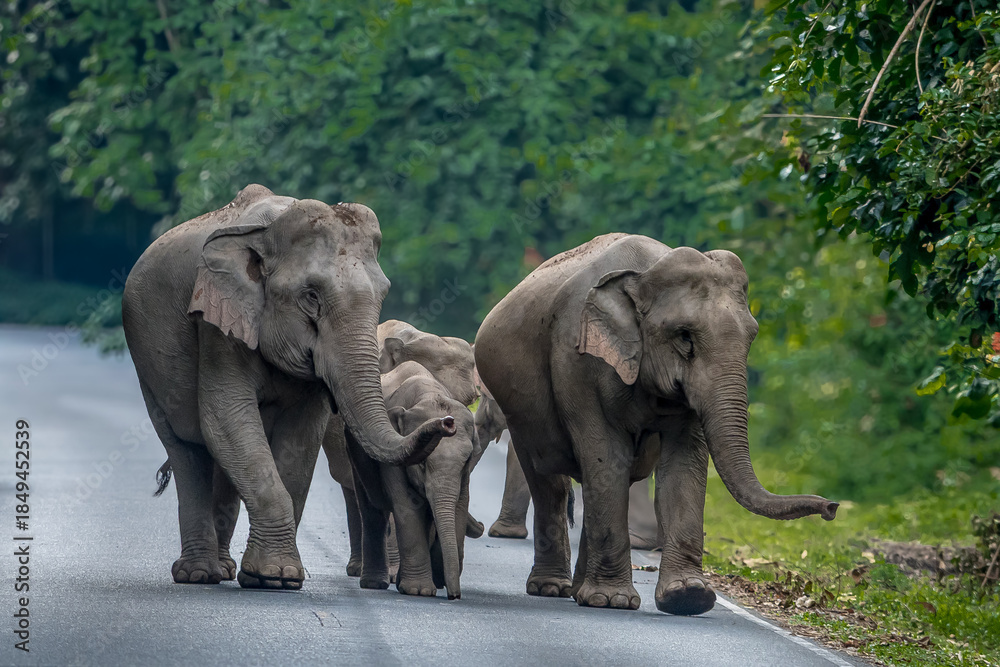 Fototapeta premium Elephants are the largest land animals, possessing long trunks, large ears, big legs, and thick yet delicate skin. 