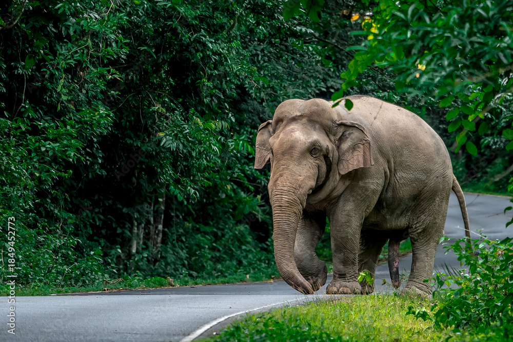 Fototapeta premium Elephants are the largest land animals, possessing long trunks, large ears, big legs, and thick yet delicate skin.