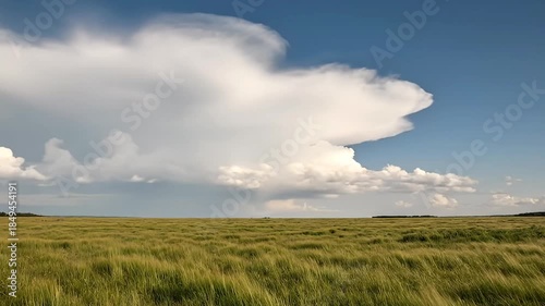 Golden-green crops sway across a vast field under a dramatic blue sky adorned with majestic white clouds. This serene landscape embodies agricultural growth, nature's beauty, and environmental peace, 