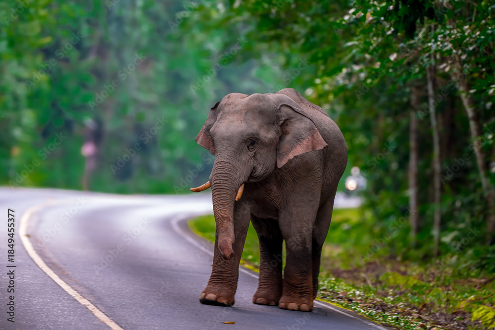 Fototapeta premium Elephants are the largest land animals, possessing long trunks, large ears, big legs, and thick yet delicate skin. Their trunks are used for breathing and for grasping food.