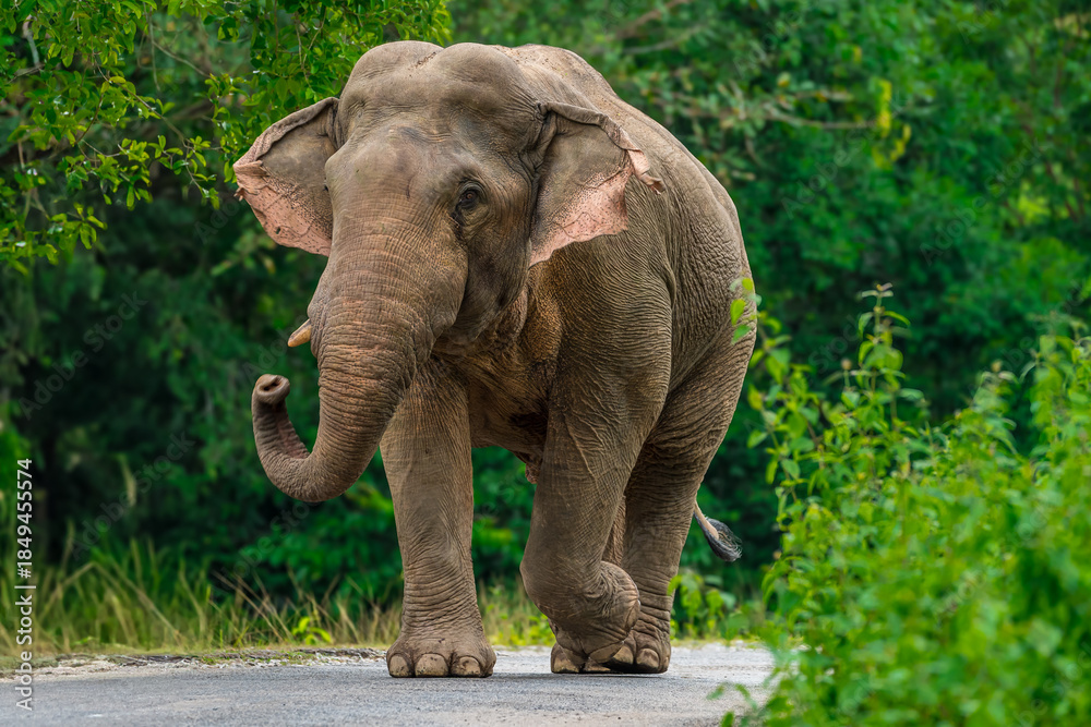 Obraz premium Elephants are the largest land animals, possessing long trunks, large ears, big legs, and thick yet delicate skin. Their trunks are used for breathing and for grasping food.
