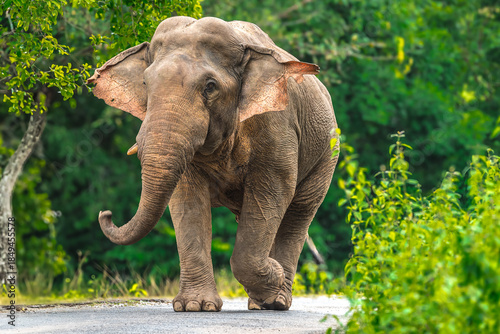 Photography Elephants are the largest land animals, possessing long trunks, large ears, big legs, and thick yet delicate skin