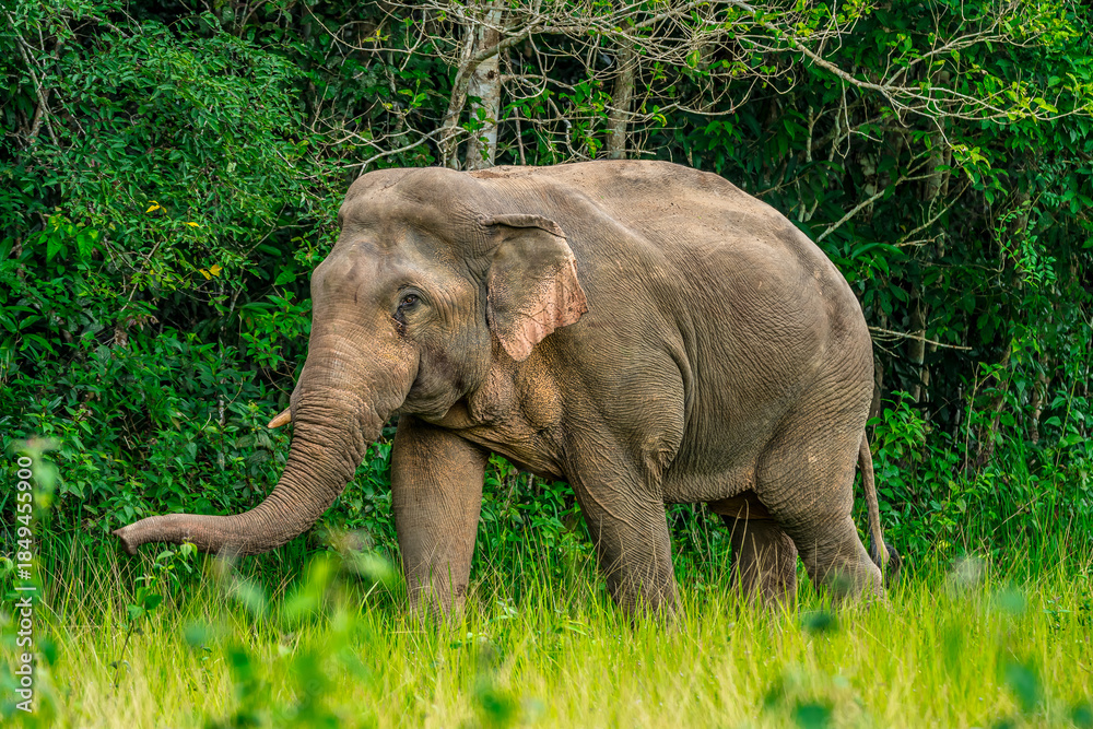 Fototapeta premium Elephants are the largest land animals, possessing long trunks, large ears, big legs, and thick yet delicate skin. Their trunks are used for breathing and for grasping food. 