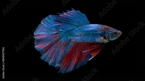 A striking Betta fish with blue and red fins swims in dark water against a solid black background. Detailed view of aquatic life