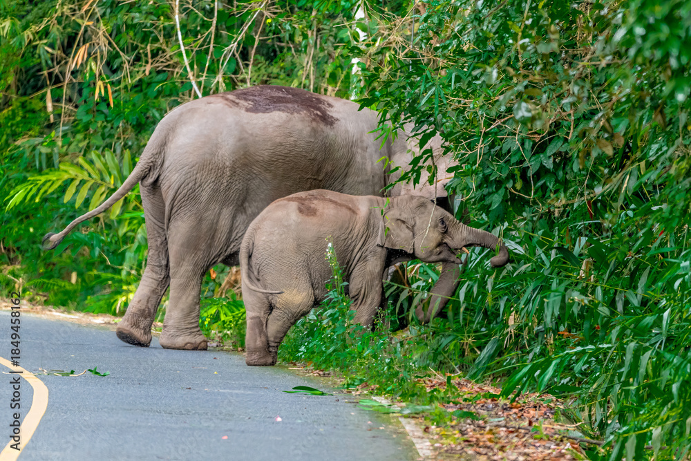 Fototapeta premium Elephants are the largest land animals, possessing long trunks, large ears, big legs, and thick yet delicate skin. Their trunks are used for breathing and for grasping food.