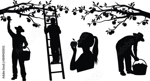 Silhouette Vector Set of People Harvesting Apples in an Orchard Featuring a Ladder Basket Fruit Trees and a Woman Eating Apple,