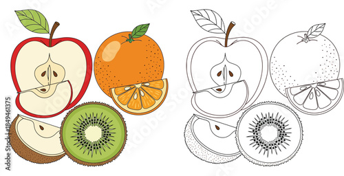 Fresh fruit vector set with apple, orange and kiwi slices, colored and black outline line art versions for coloring book pages and healthy food design.