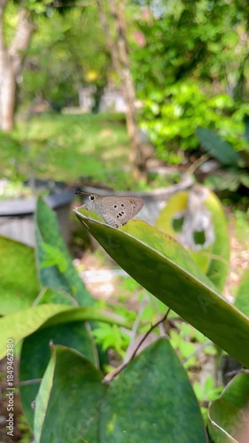 Small Brown Butterfly Resting on a Green Leaf and Taking Off Flying Away into the Garden