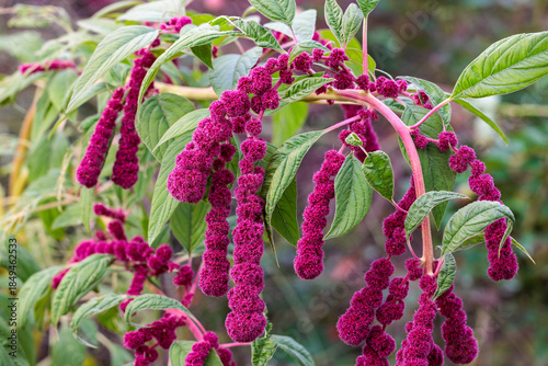 Flowers of the Love lies bleeding blooming in an autumn garden.