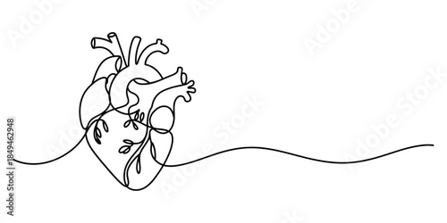A minimalist black and white line drawing of a human heart with a flowing line Vector, illustration